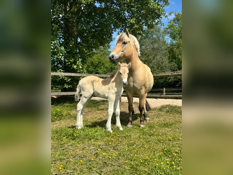 Fjordpferde Hengst  Falbe in Westerstede