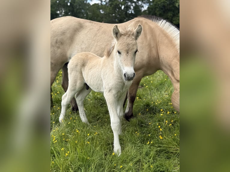 Fjordpferde Hengst  Falbe in Westerstede