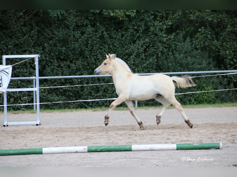 Fjordpferde Hengst Fohlen (05/2024) Falbe in Remscheid