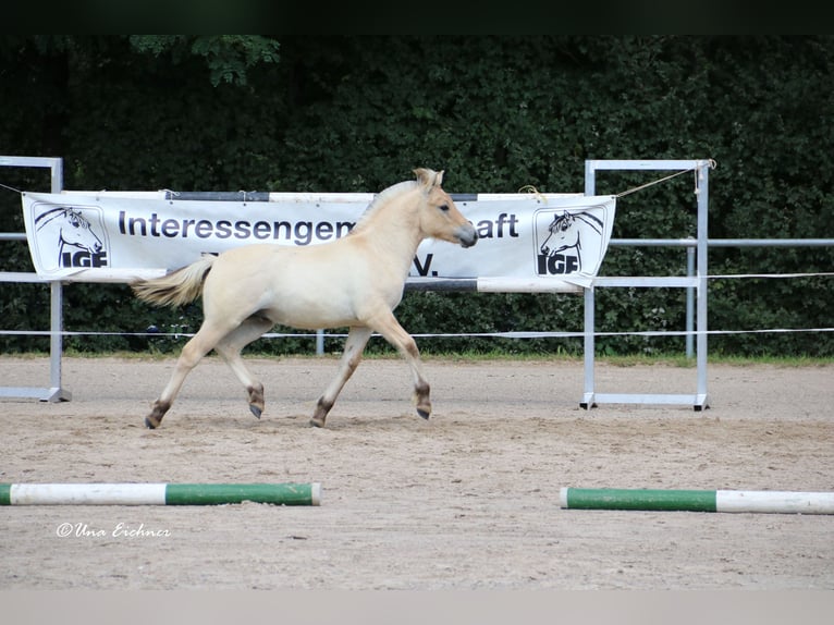 Fjordpferde Hengst Fohlen (05/2024) Falbe in Remscheid