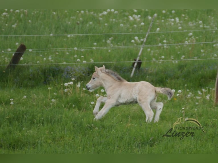 Fjordpferde Hengst Fohlen (05/2024) Falbe in Remscheid