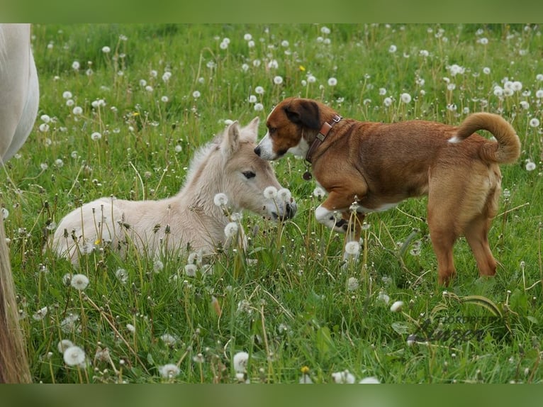 Fjordpferde Hengst Fohlen (05/2024) Falbe in Remscheid