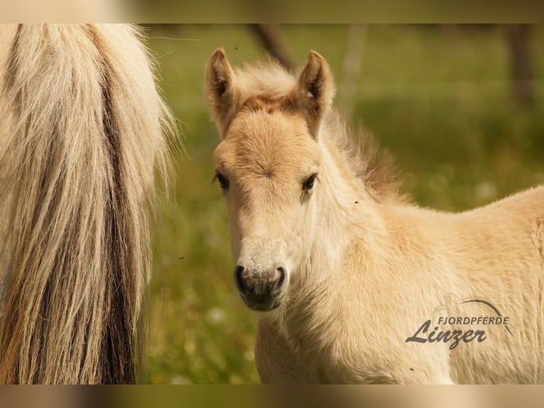 Fjordpferde Hengst Fohlen (05/2024) Falbe in Remscheid