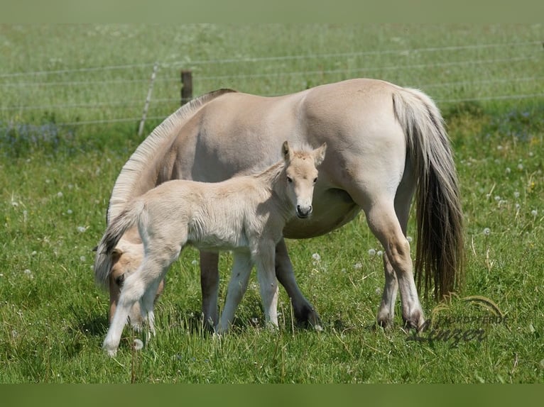 Fjordpferde Hengst Fohlen (05/2024) Falbe in Remscheid