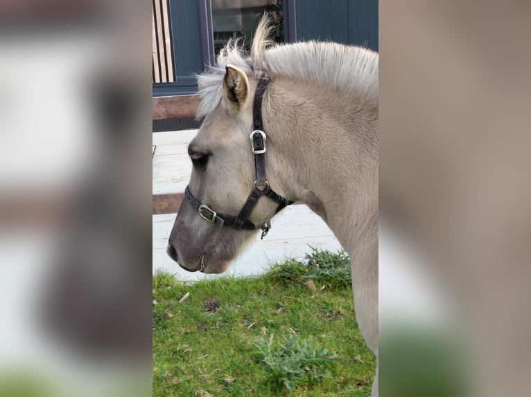 Fjordpferde Hengst Fohlen (05/2025) in grashoek Fjordpferde Hengst Fohlen (05/2025) in grashoek