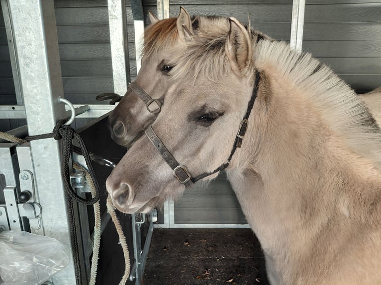 Fjordpferde Hengst Fohlen (05/2025) in grashoek Fjordpferde Hengst Fohlen (05/2025) in grashoek
