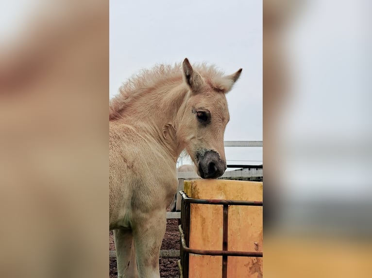Fjordpferde Hengst Fohlen (06/2025) Red Dun in Emmer compascuum Fjordpferde Hengst Fohlen (06/2025) Red Dun in Emmer compascuum