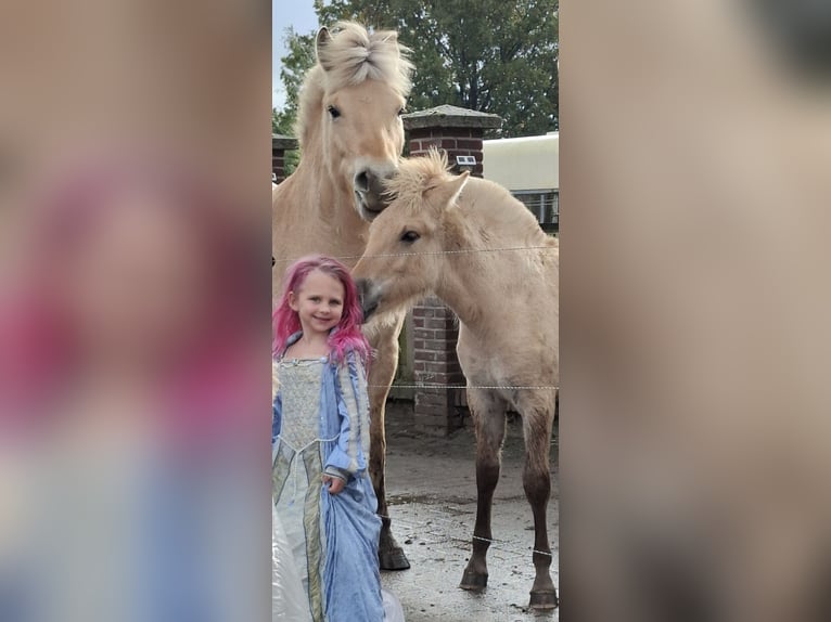 Fjordpferde Hengst Fohlen (06/2025) Red Dun in Emmer compascuum Fjordpferde Hengst Fohlen (06/2025) Red Dun in Emmer compascuum