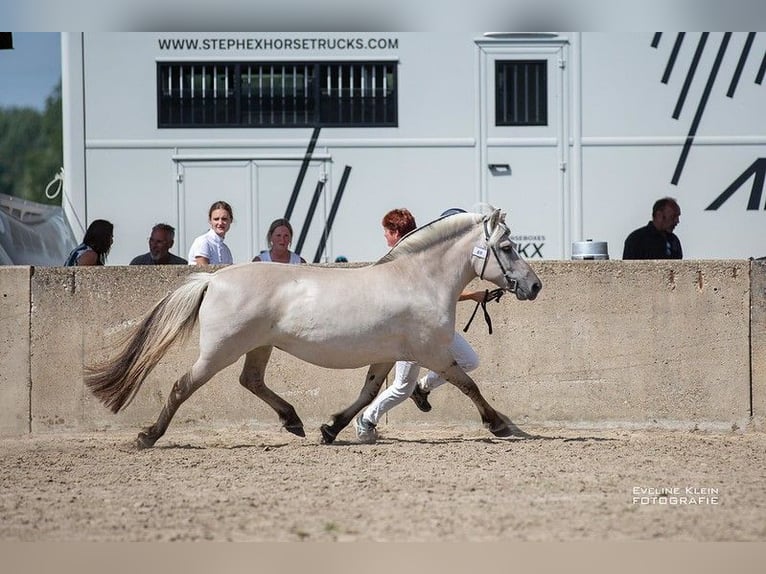 Fjordpferde Stute 11 Jahre 140 cm Grullo in Lille