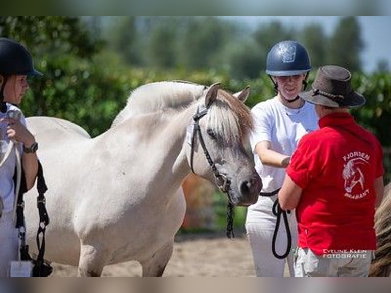 Fjordpferde Stute 11 Jahre 140 cm Grullo in Lille