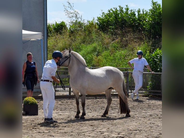 Fjordpferde Stute 11 Jahre 140 cm Grullo in Lille