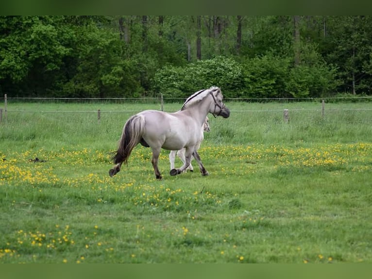Fjordpferde Stute 11 Jahre 140 cm Grullo in Lille
