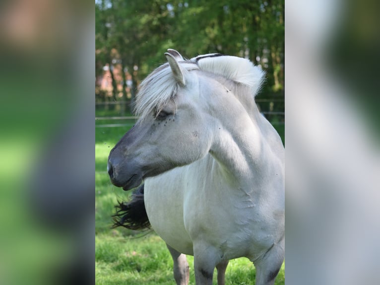 Fjordpferde Stute 11 Jahre 140 cm Grullo in Lille