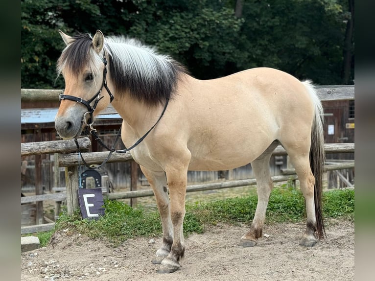 Fjordpferde Stute 11 Jahre 143 cm in Stuttgart
