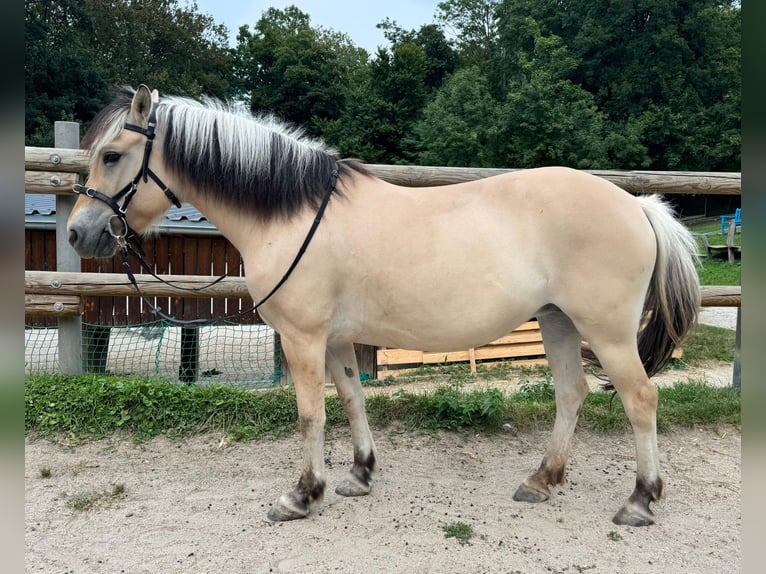 Fjordpferde Stute 11 Jahre 143 cm in Stuttgart