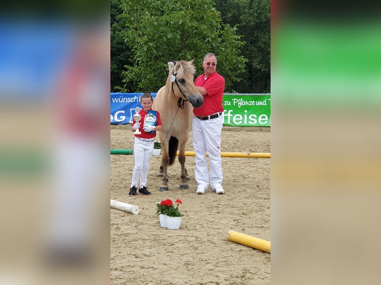 Fjordpferde Stute 11 Jahre 146 cm Falbe in Homberg/Westerwald