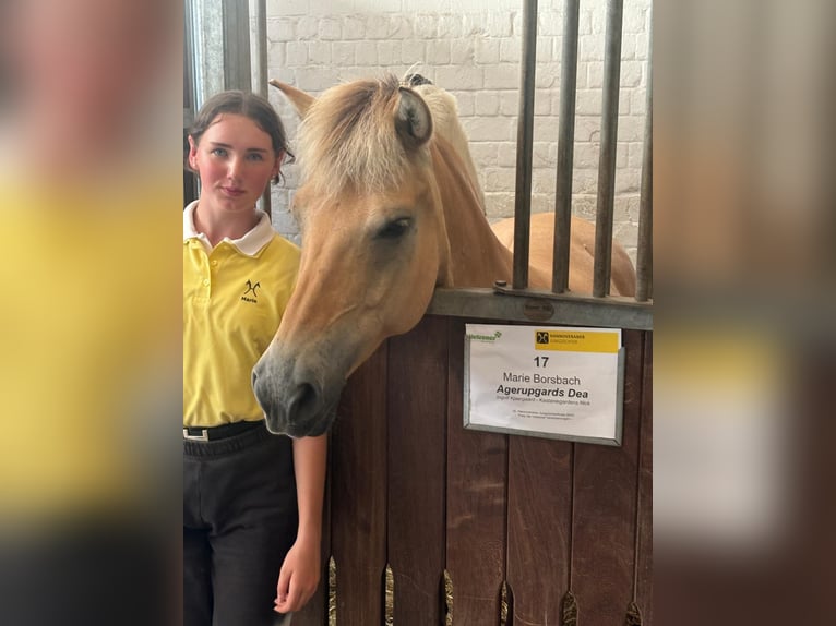 Fjordpferde Stute 11 Jahre 146 cm Falbe in Homberg/Westerwald