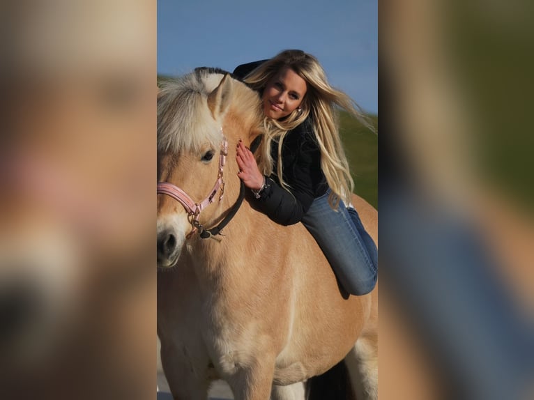 Fjordpferde Stute 11 Jahre 147 cm Falbe in Nettersheim