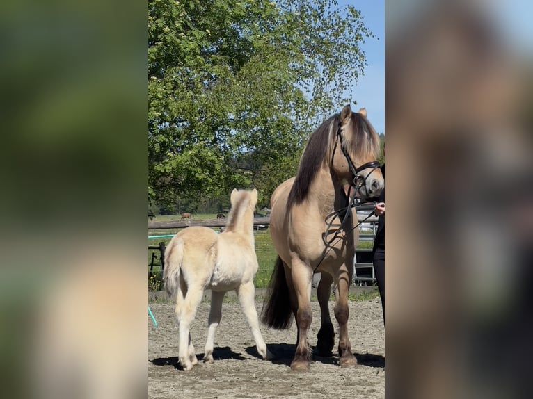 Fjordpferde Stute 11 Jahre 150 cm  in Wonneberg