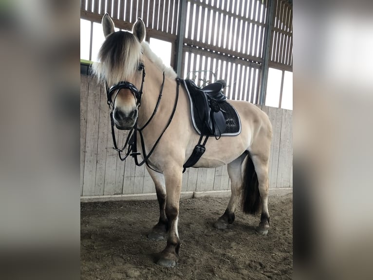 Fjordpferde Stute 11 Jahre 150 cm  in Wonneberg