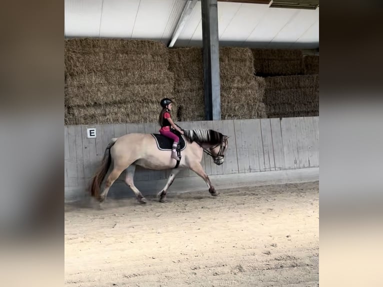 Fjordpferde Stute 11 Jahre 150 cm  in Wonneberg