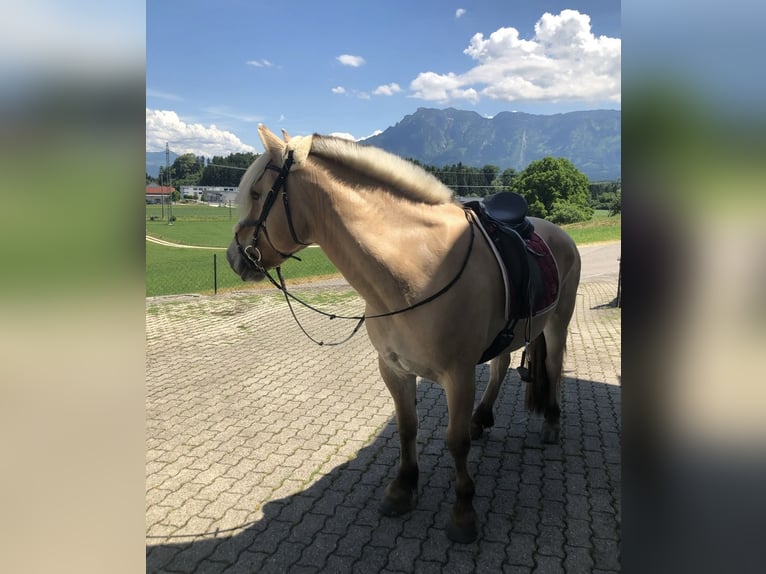 Fjordpferde Stute 11 Jahre 150 cm  in Wonneberg