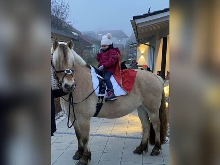 Fjordpferde Stute 11 Jahre 150 cm  in Wonneberg