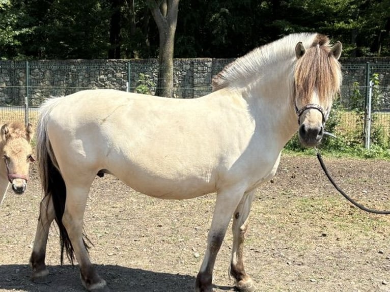 Fjordpferde Stute 11 Jahre 151 cm White in Kamień Śląski