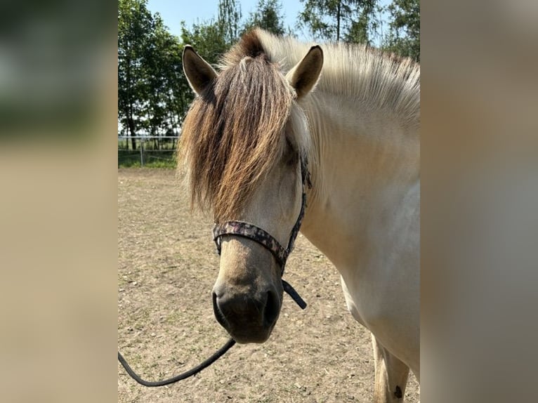 Fjordpferde Stute 11 Jahre 151 cm White in Kamień Śląski