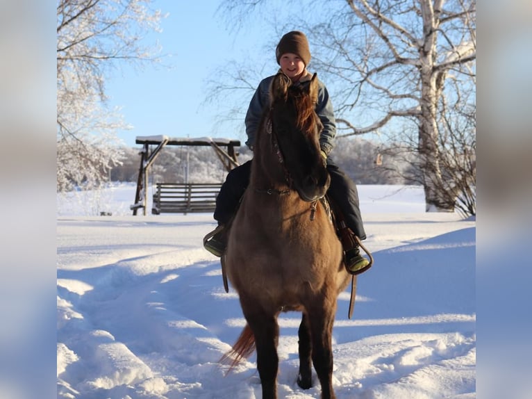 Fjordpferde Mix Stute 12 Jahre 142 cm Grullo in Fergus Falls, MN