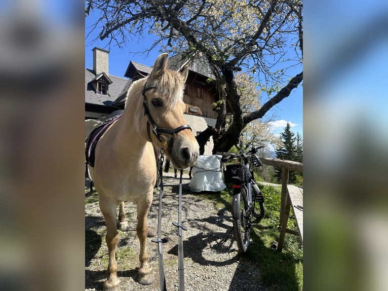 Fjordpferde Stute 12 Jahre 142 cm Hellbrauner in Mürzzuschlag