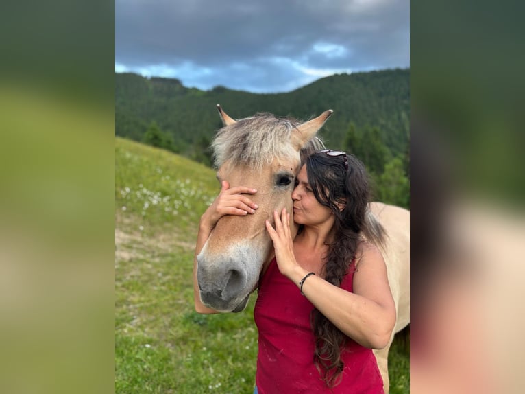 Fjordpferde Stute 12 Jahre 147 cm Falbe in Teichalm