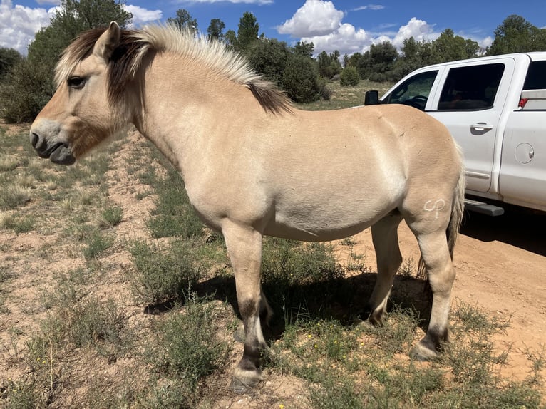 Fjordpferde Stute 13 Jahre 122 cm Buckskin in Prescott Az