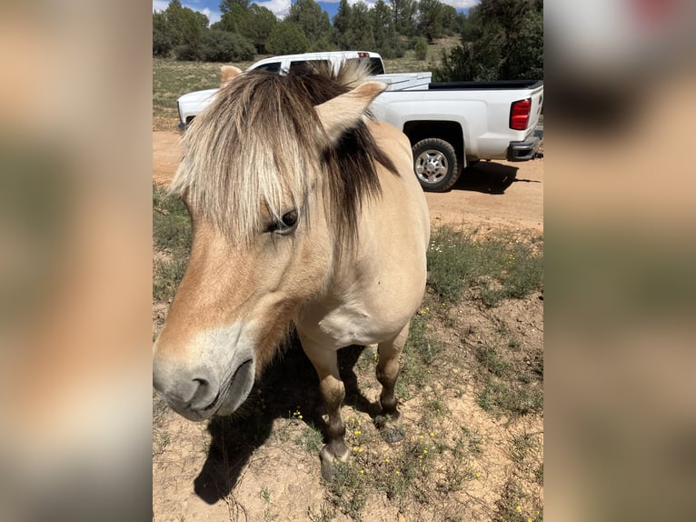 Fjordpferde Stute 13 Jahre 122 cm Buckskin in Prescott Az