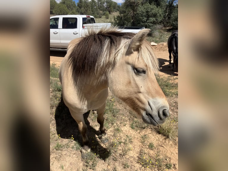 Fjordpferde Stute 13 Jahre 122 cm Buckskin in Prescott Az