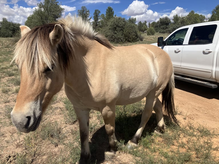 Fjordpferde Stute 13 Jahre 122 cm Buckskin in Prescott Az