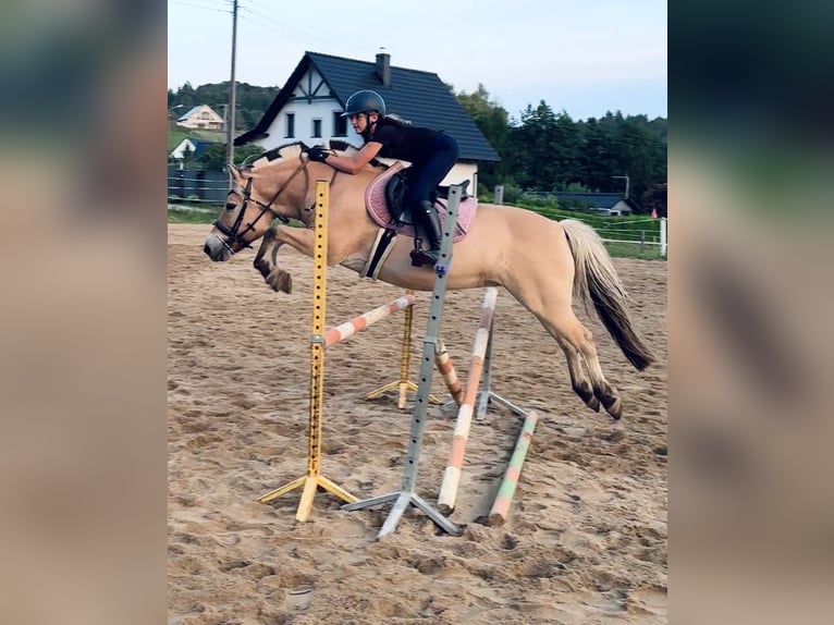 Fjordpferde Stute 13 Jahre 142 cm Red Dun in &#x141;apalice