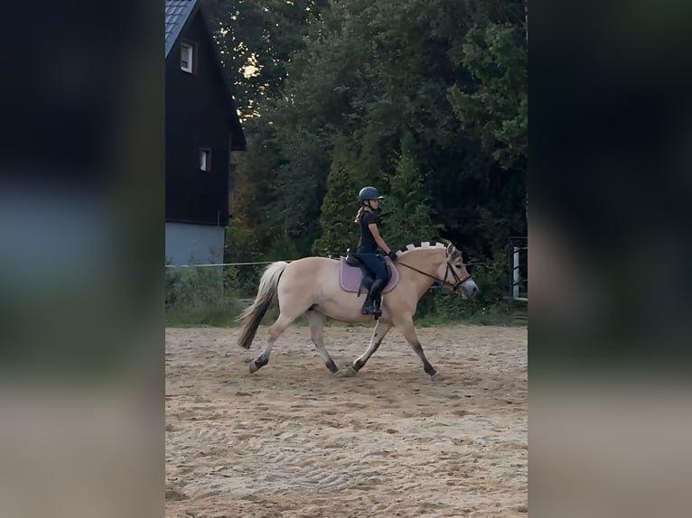Fjordpferde Stute 13 Jahre 142 cm Red Dun in &#x141;apalice