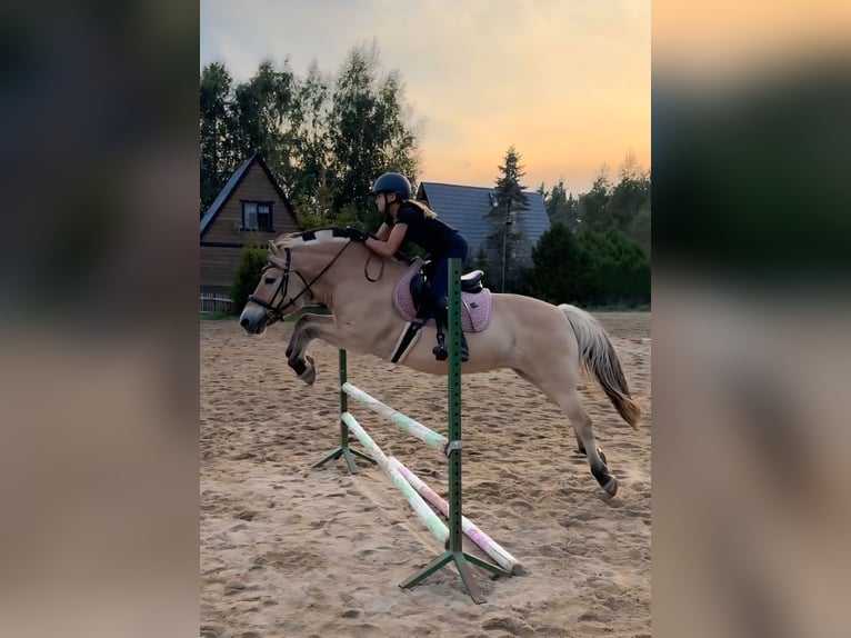 Fjordpferde Stute 13 Jahre 142 cm Red Dun in &#x141;apalice