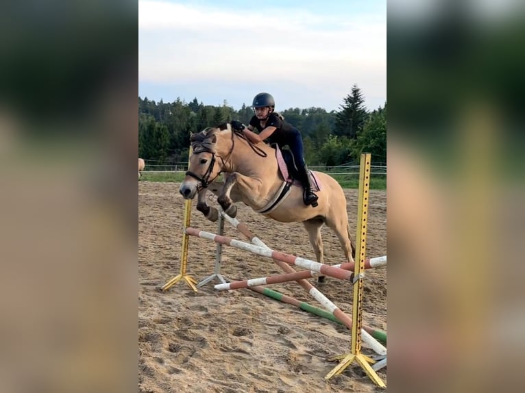 Fjordpferde Stute 13 Jahre 142 cm Red Dun in &#x141;apalice