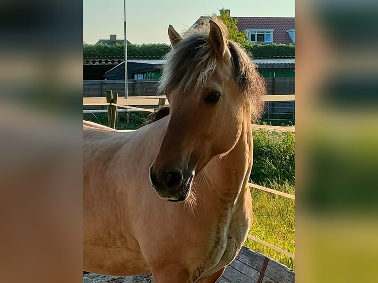 Fjordpferde Mix Stute 14 Jahre 144 cm in Rijswijk