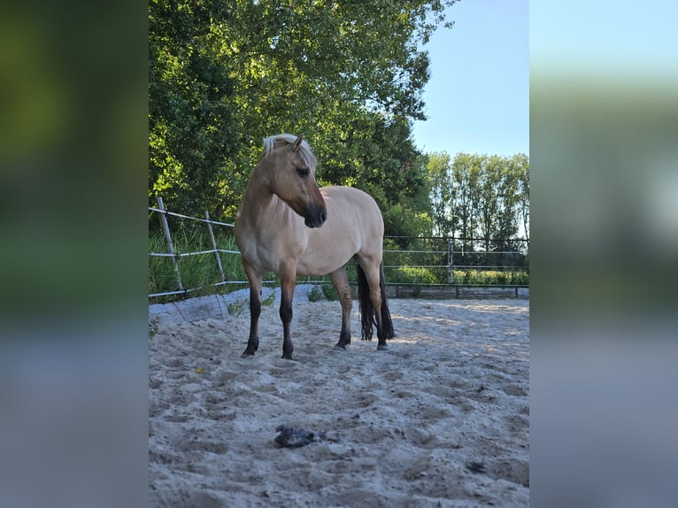 Fjordpferde Mix Stute 14 Jahre 144 cm in Rijswijk