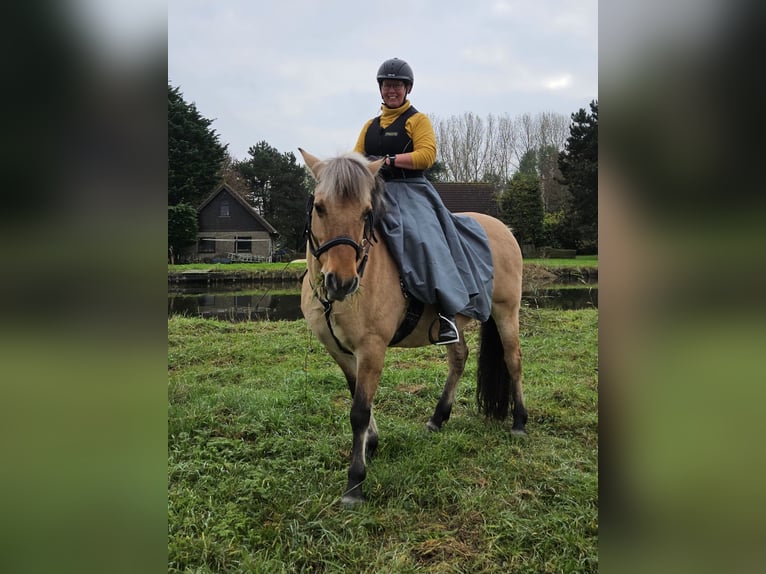 Fjordpferde Mix Stute 14 Jahre 144 cm in Rijswijk