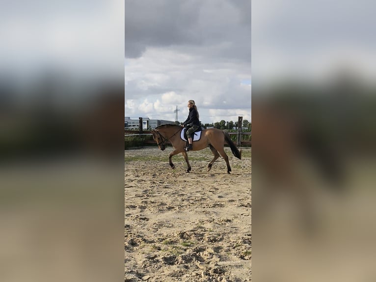 Fjordpferde Stute 14 Jahre 148 cm Cremello in Hückelhoven Fjordpferde Stute 14 Jahre 148 cm Cremello in Hückelhoven