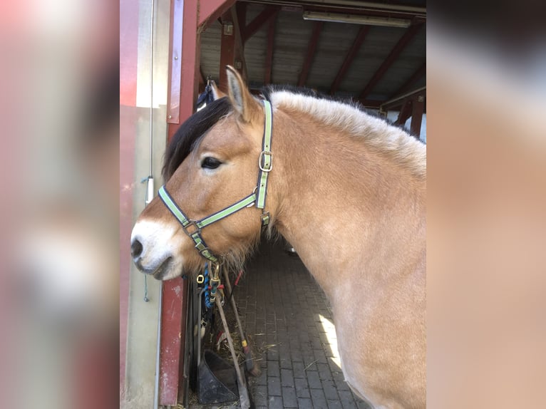 Fjordpferde Stute 15 Jahre 155 cm Falbe in Neustadt bei Coburg