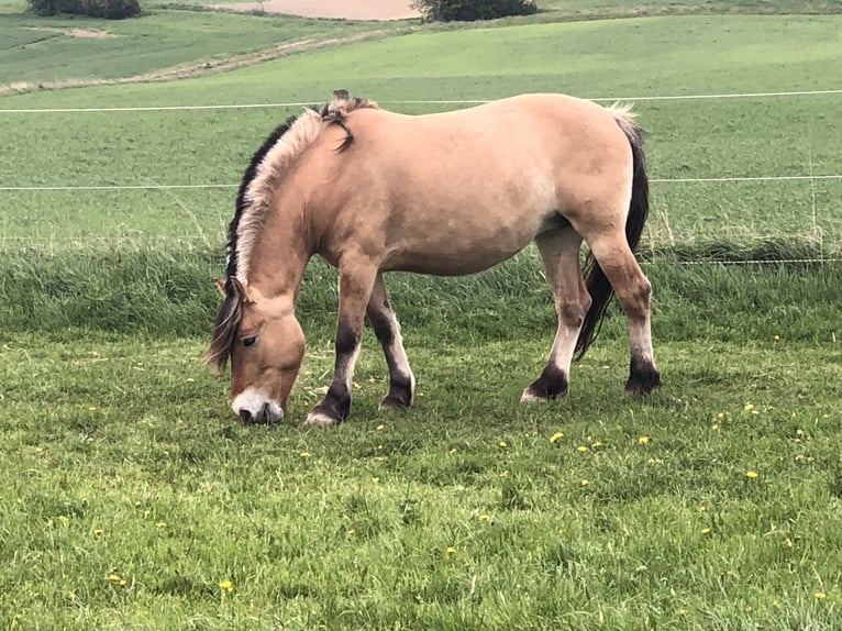 Fjordpferde Stute 15 Jahre 155 cm Falbe in Neustadt bei Coburg