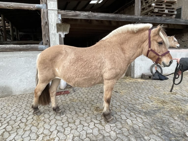 Fjordpferde Stute 16 Jahre 144 cm Falbe in Lautertal