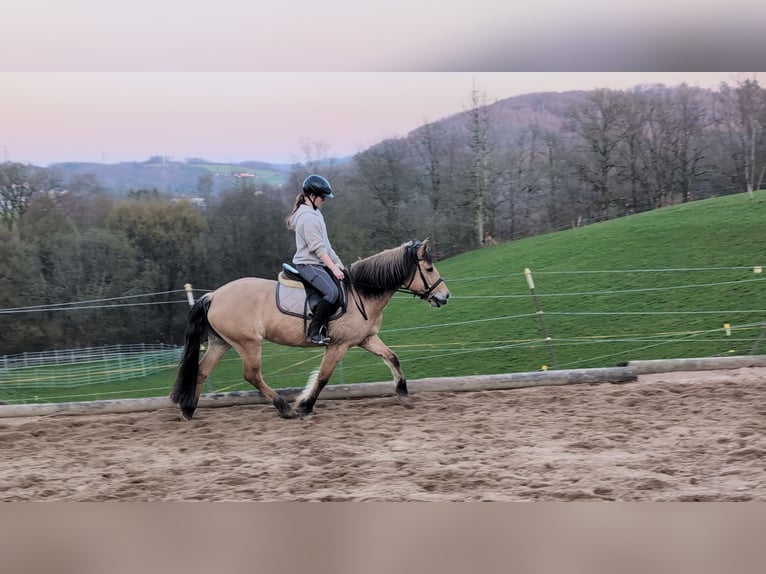Fjordpferde Stute 16 Jahre 146 cm Falbe in Morsbach