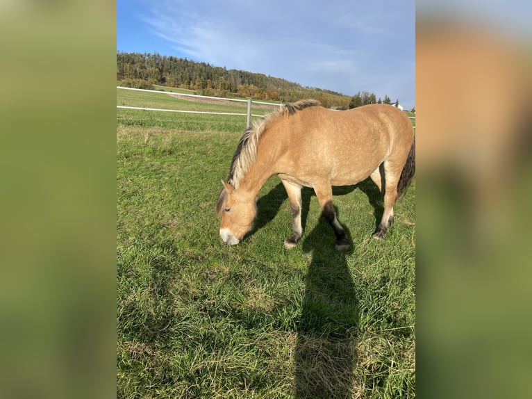 Fjordpferde Mix Stute 16 Jahre 155 cm Falbe in Neustadt bei Coburg