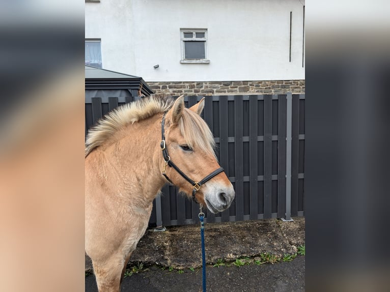 Fjordpferde Stute 17 Jahre 152 cm Falbe in Morsbach